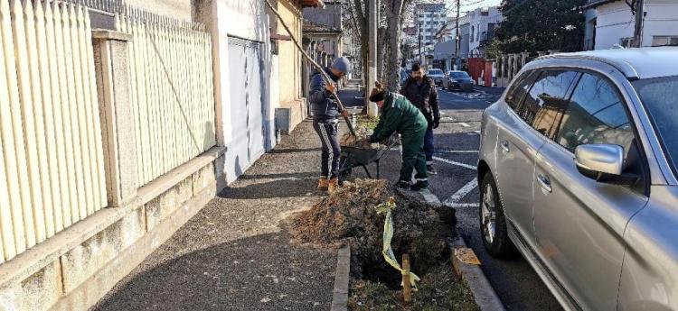 Aproape 300 de arbori au fost plantați în aceste zile, în Constanța 