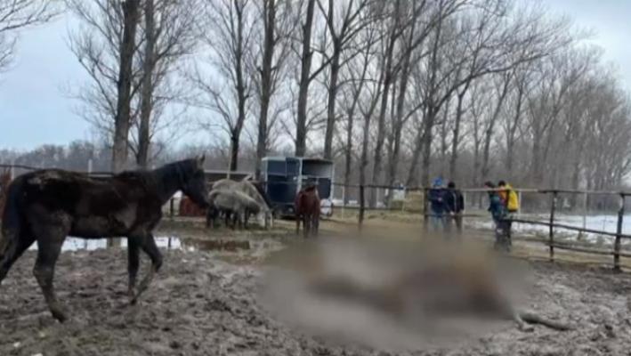 Zeci de animale, lăsate să moară de foame, în Ilfov  