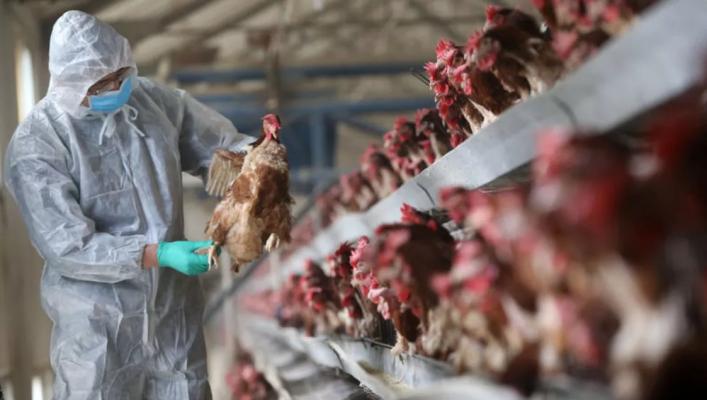 O fată infectată cu virusul gripei aviare a murit