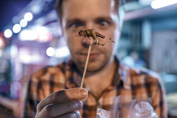 Utilizarea insectelor în produsele alimentare şi comercializarea lor, reglementate de Senat