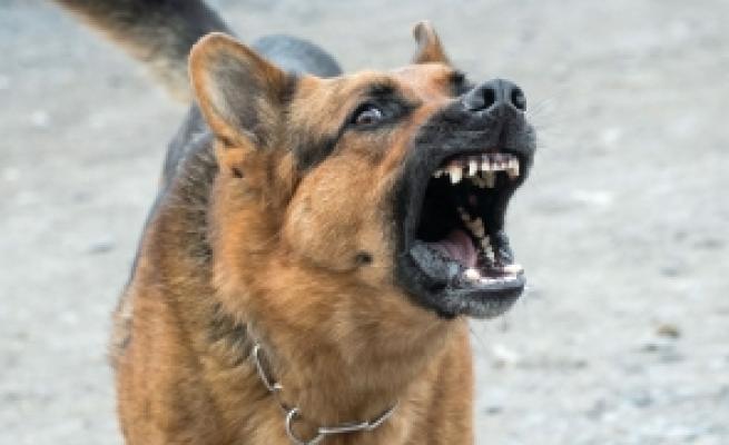 Încă o femeie a fost ucisă de un câine în București