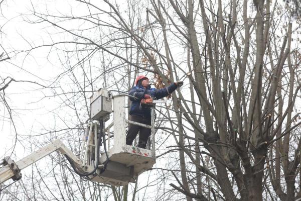 Lucrări de toaletare și corecție a arborilor în Constanța 