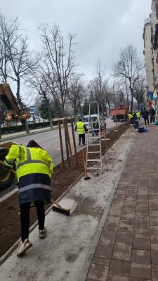 Au fost plantați 10 tei pe bulevardul Ferdinand, din Constanța 