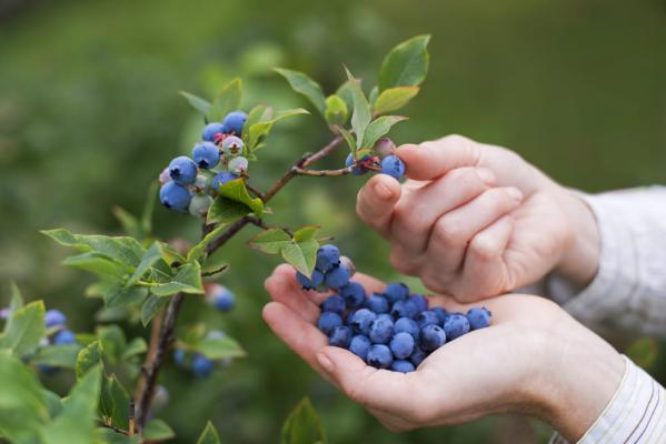 Care este cel mai sănătos fruct: e bogat în antioxidanți și are beneficii cardiovasculare