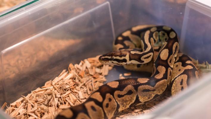 Cadavrul unui bărbat, un crocodil și peste 200 de șerpi, descoperiți într-o casă din SUA  