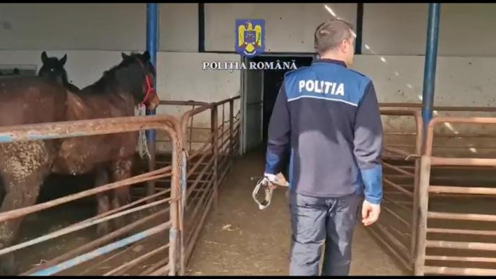 33 de cai, salvaţi de poliţişti dintr-un abator din Braşov