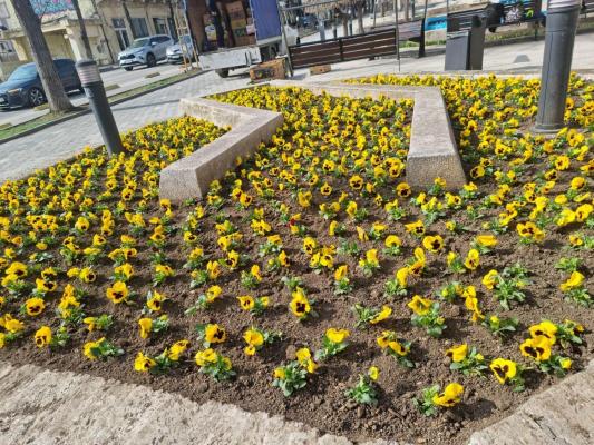 Începe plantarea de flori în Constanța