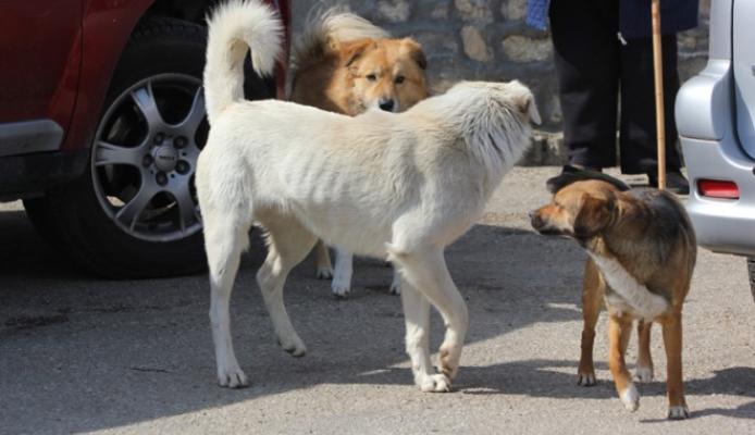 Mai mulți câini, abandonați pe o stradă din Năvodari. Polițiștii fac cercetări