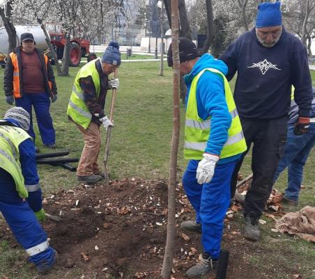 Continuă acțiunile de plantare a arborilor în Constanța 