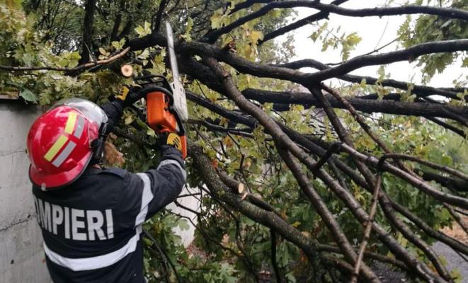 Copac căzut peste 2 autoturisme parcate, în curtea unei firme, pe Aurel Vlaicu