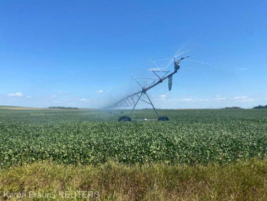 O criză de ulei de gătit se prefigurează din cauza creşterii apetitului global pentru biocombustibili
