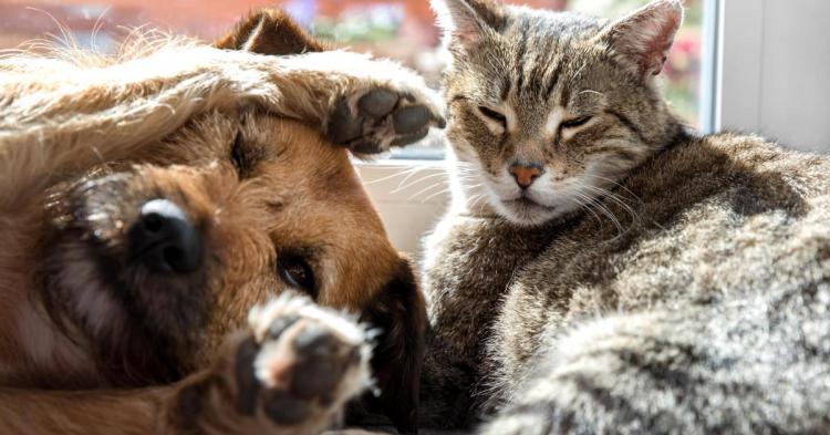 Campanie de sterilizare a animalelor de rasă comună, în Constanța