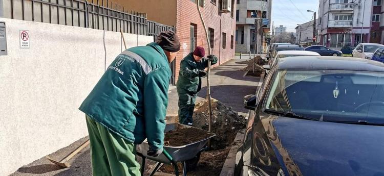 Zonele cu spațiu verde din aliniamentele stradale au fost îmbogățite cu aproape 600 de arbori