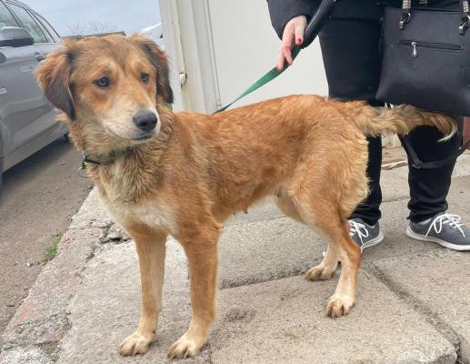  O nouă adopție la Adăpostul public de animale abandonate Constanța!  