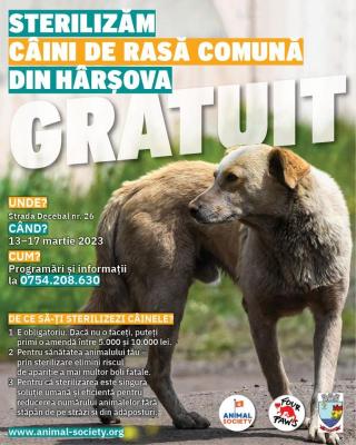 Primăria Hârșova anunță sterilizarea gratuită a câinilor comunitari