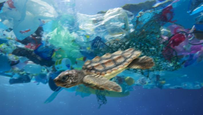 Marele petic de gunoi din Pacific găzduiește acum sute de specii întâlnite, de obicei, în zonele de coastă  