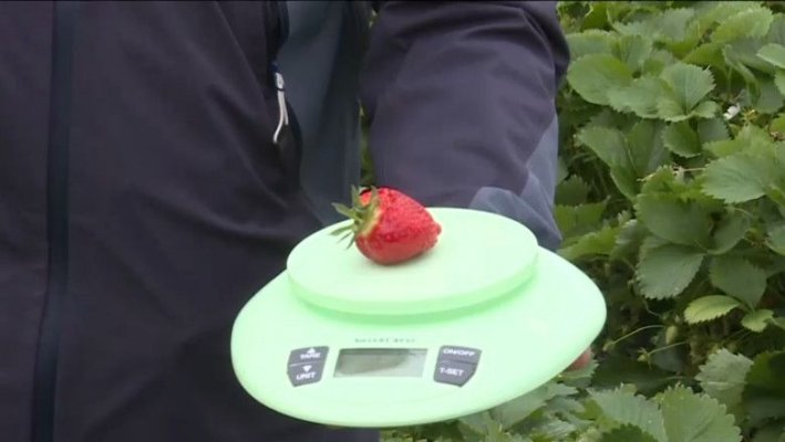 Căpșunele românești au prețuri de lux  