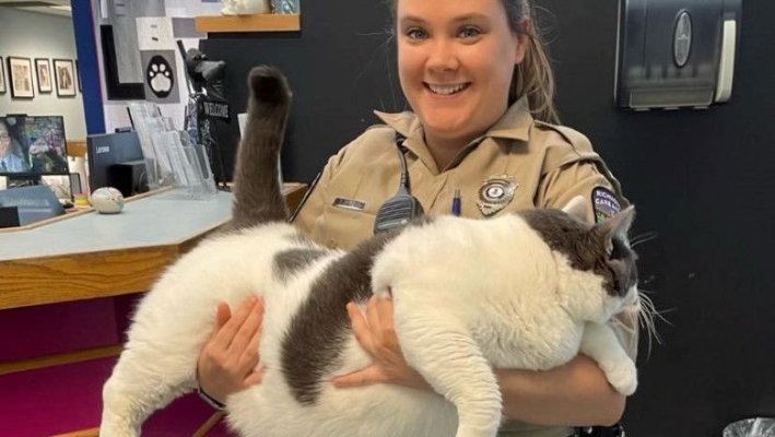 O pisică de 18 kilograme, care își căuta pe Facebook un nou stăpân 