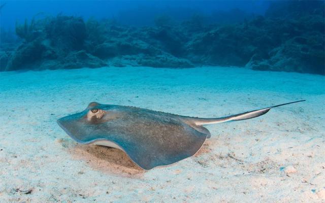 Zeci de pisici de mare moarte, găsite pe o plajă din Brazilia