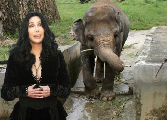 Celebra cântăreață Cher va participa la 'înmormântarea' unui elefant