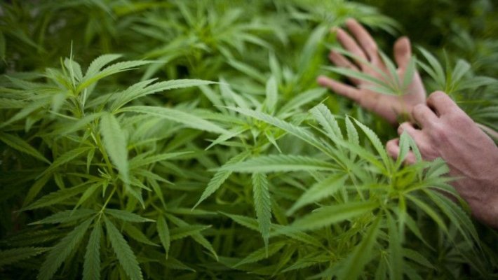 Un singaporez va fi spânzurat pentru că a fost complice la traficarea unui kilogram de canabis 