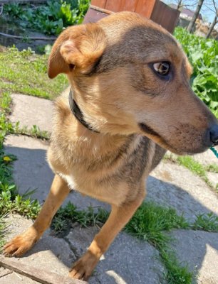 Încă un câine a fost adoptat de la adăpostul din Constanța