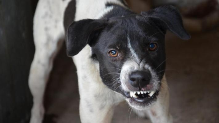 Fetiță de 6 ani, atacată de câine. Minora a ajuns la spital cu răni la cap