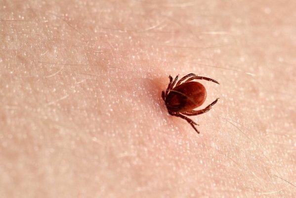 Medicamentul folosit pentru mușcătura de căpușă care previne boala Lyme