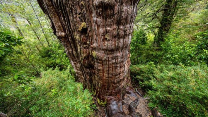 Un chiparos uriaş din Chile, pe cale să fie desemnat cel mai bătrân arbore de pe Terra  