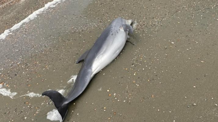 Încă un delfin găsit mort a fost găsit pe plaja din Eforie Sud