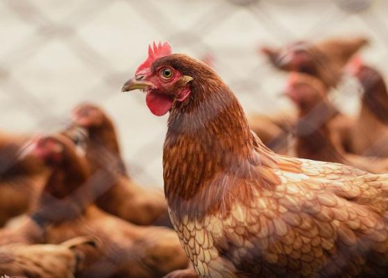 Preşedintele UCPR: Industria avicolă românească rivalizează în momentul de faţă cu orice industrie din Uniunea Europeană