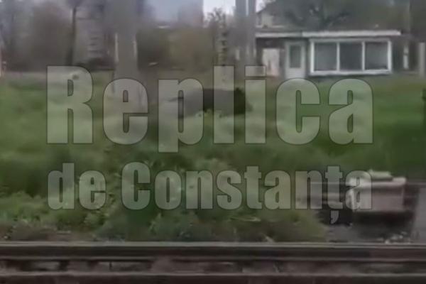 Porcii mistreți au ieșit la plimbare... prin Portul Constanța. Video