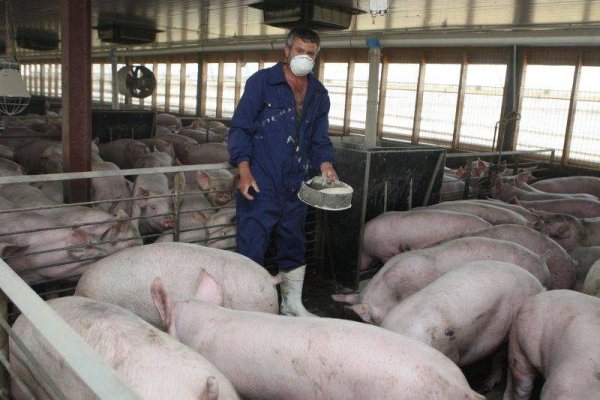 Legea porcului, adoptată. Câte animale pot creşte acum românii în gospodării