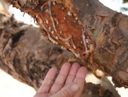 Tămâia: Puterea de vindecare pe care o are asupra celulelor canceroase