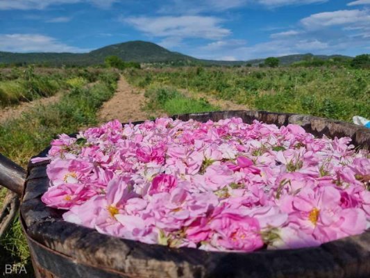 Uleiul de trandafir bulgăresc înscris în registrul internaţional al WIPO