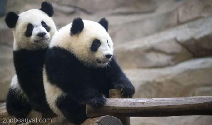 Doi panda giganţi chinezi vor rămâne în Franţa până în 2027