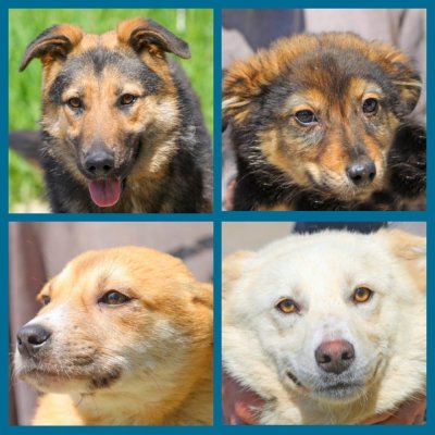 Salvează o viață! Adoptă în mod responsabil un cățel
