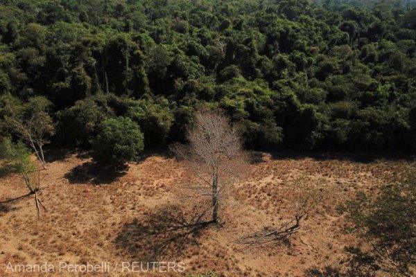 Columbia: Patru copii căutaţi în junglă după prăbuşirea unui avion de mici dimensiuni