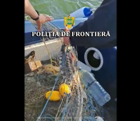Zeci de kilograme de sturioni și sute de metri de plase descoperite de polițiștii de frontieră! Video