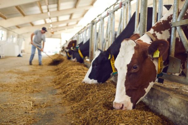 Sprijin financiar în valoare de peste 1,5 milioane lei pentru crescătorii de animale