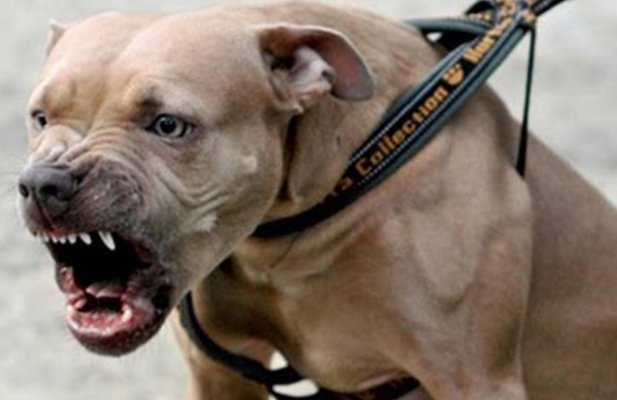 Dosar penal după ce un copil de 7 ani a fost muşcat de câine