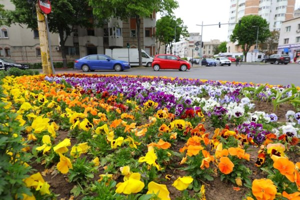 Primăria Constanța continuă plantările de primăvară