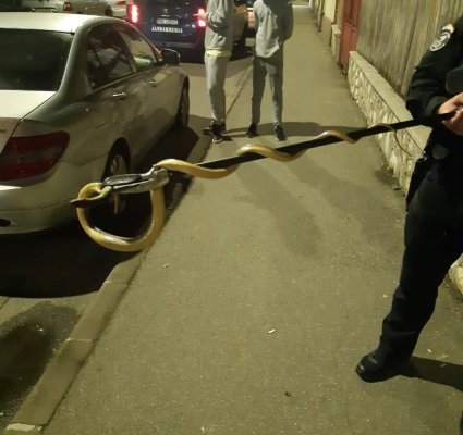 Șarpe de peste 1,5 m scos de jandarmi de la motorul unei mașini
