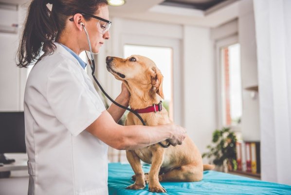 Drepturile și obligațiile deținătorilor animalelor de companie, la Constanța