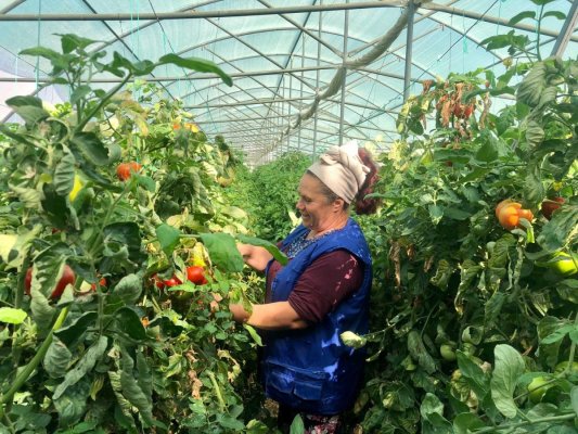 Agricultorii care folosesc substanţe toxice vor pierde subvențiile de la stat
