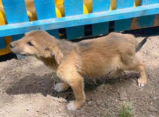 Continuă adopțiile de căței din Adăpostul Public de Animale Abandonate Constanța