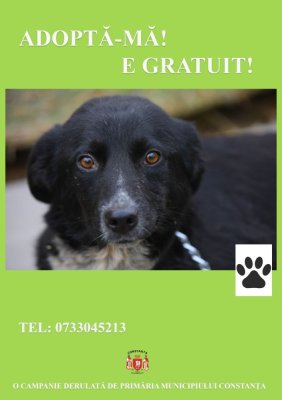 Campania “Adoptă un cățel” continuă la Constanța!