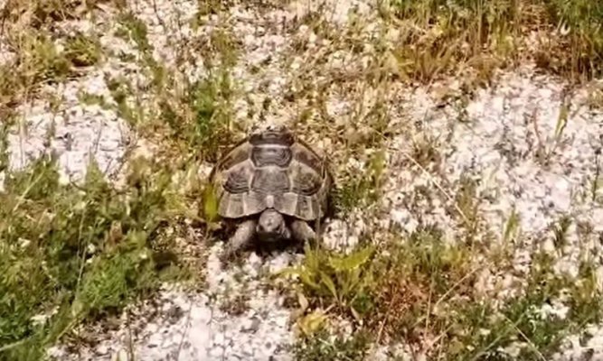 O broască țestoasă dobrogeană, deținută ilegal, eliberată din captivitate. Video