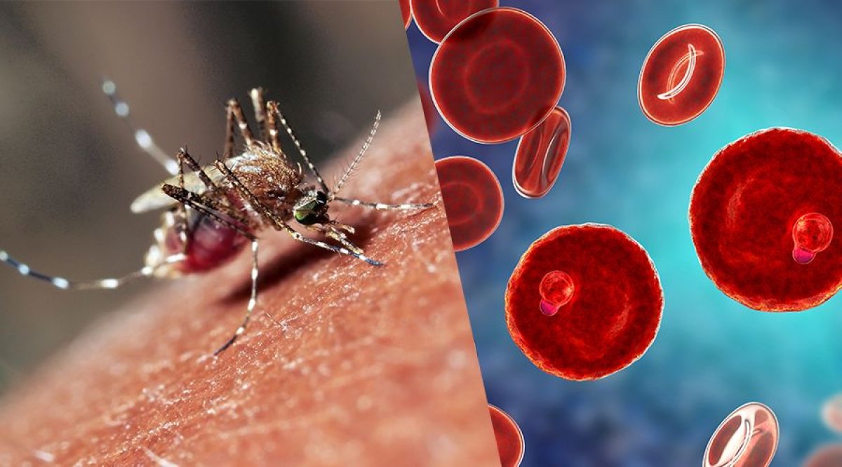 MAE atentioneaza cu privire la calatoriile in zonele afectate de aparitia cazurilor de malarie
