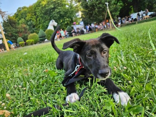 Adoptă un cățel ! Salvează o viață! 